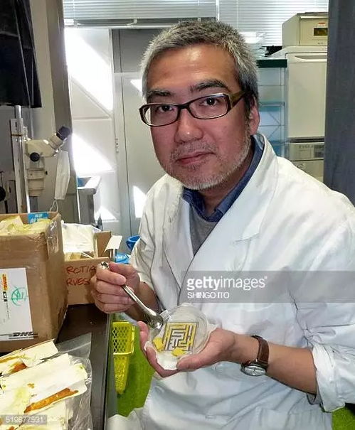 無腦亦有智慧 單細胞史萊姆走迷宮、規劃交通的真實奇跡